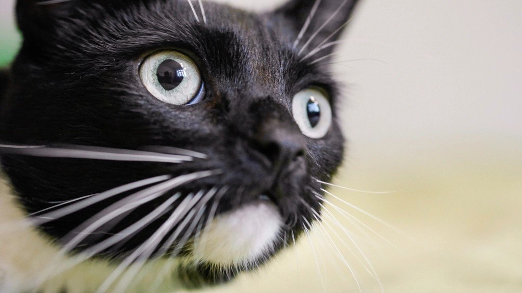 The Hidden Reason Cats Watch You Sleep