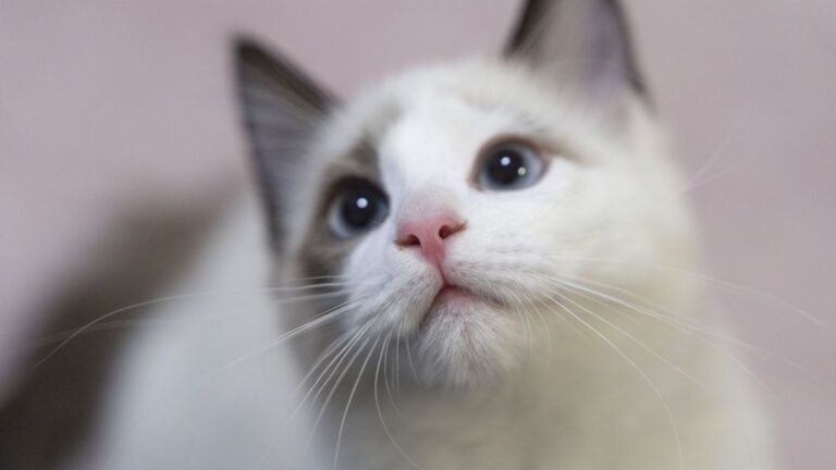 Why Cats Hide When They're Hurt - Emotional or Instinctual?