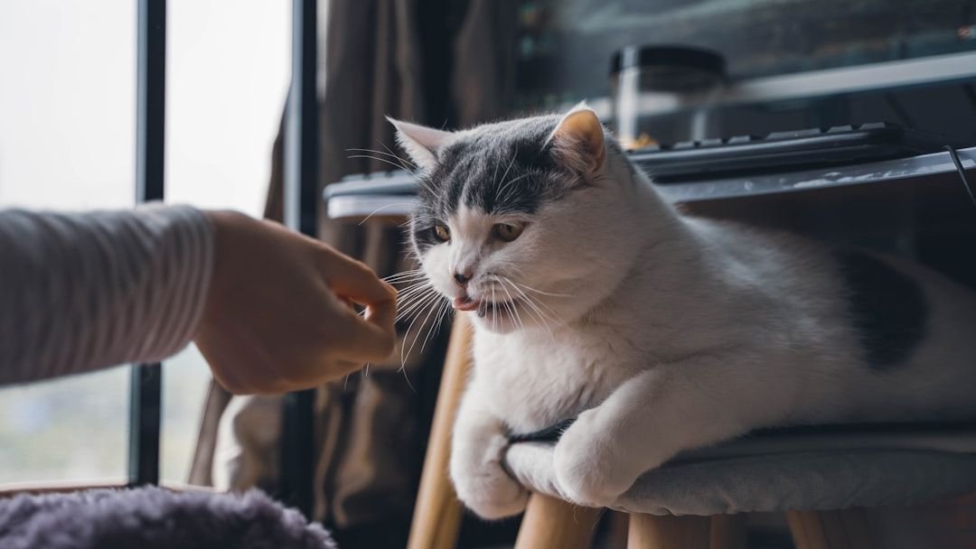 The Emotional Bond Between Cats and Introverts - A Perfect Match