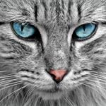 Which Zodiac Signs Cats Gravitate Toward During Stressful Times