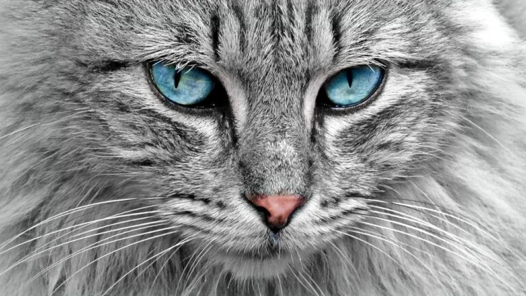 Which Zodiac Signs Cats Gravitate Toward During Stressful Times