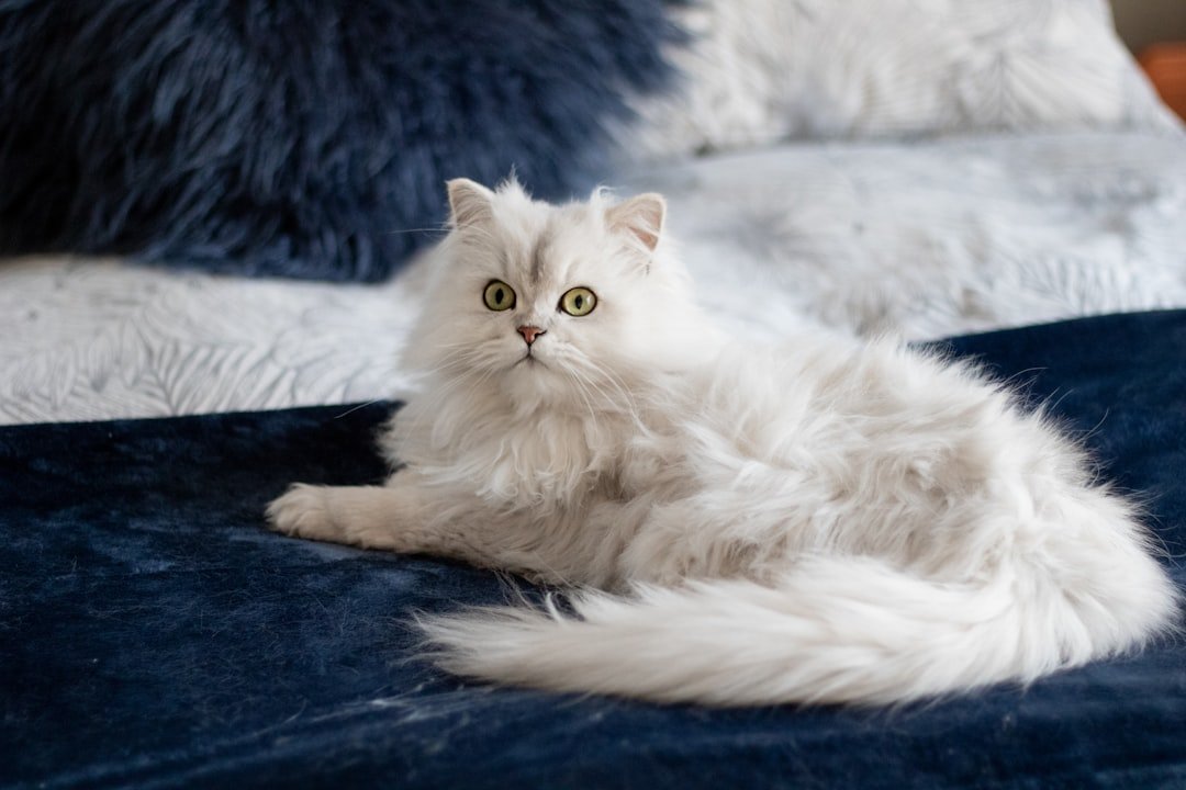 10 Cat Breeds Known for Unconditional Loyalty