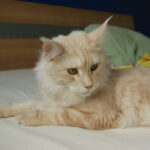 7 Spiritual Signs Your Cat Is Protecting You From Negativity