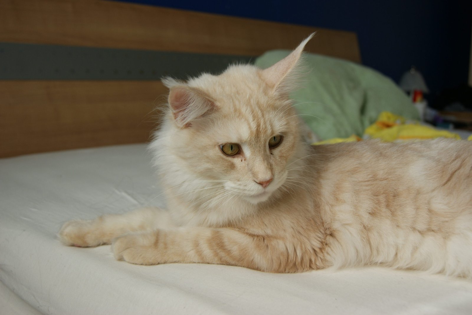 7 Spiritual Signs Your Cat Is Protecting You From Negativity