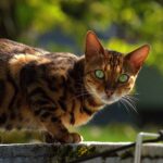 8 Cat Breeds That Match Fire-Sign Energy - Fierce, Bold, Fearless
