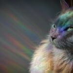The Zodiac Signs Cats Trust the Least - and Why