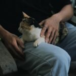 Why Cats Sit on You the Moment You Lie Down