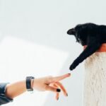 The Mysterious Emotional Intelligence That Makes Cats Feel Almost Human