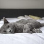 10 Emotional Reasons Cats Choose Unusual Places to Sleep