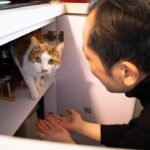 How Cats React When They Hear Your Voice - Emotional or Instinct?