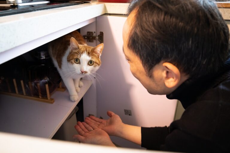 How Cats React When They Hear Your Voice - Emotional or Instinct?