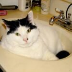 Why Cats Wait Outside the Bathroom Door