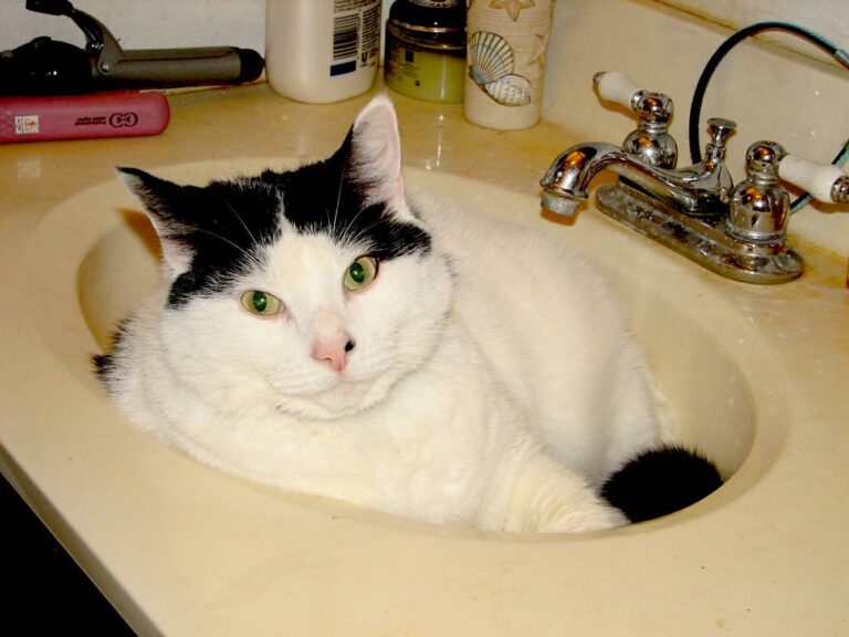 Why Cats Wait Outside the Bathroom Door