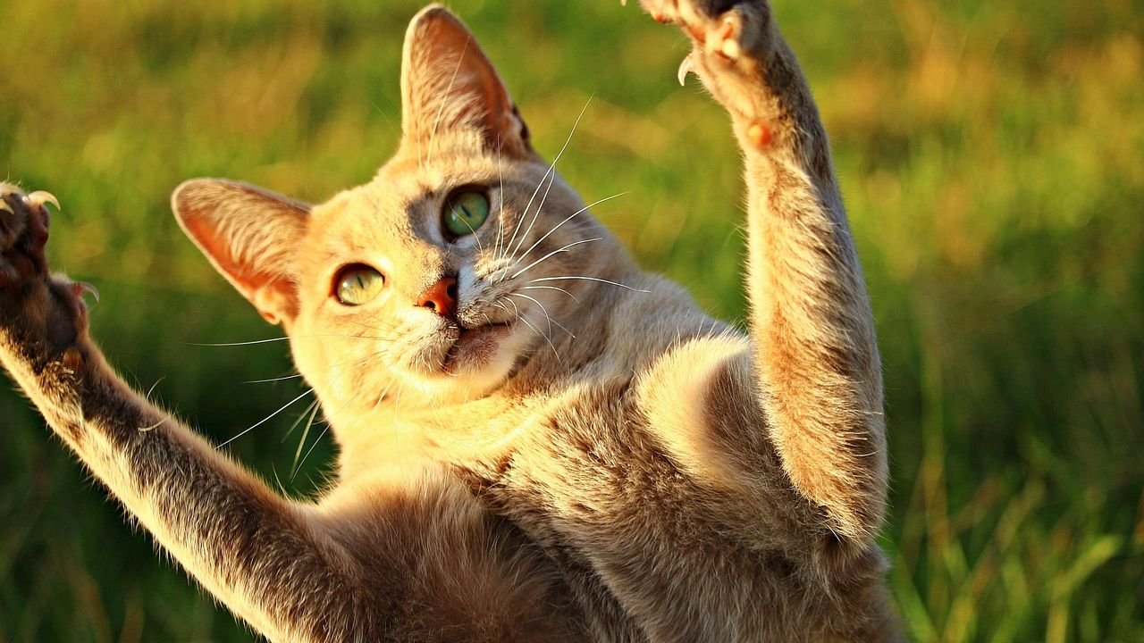 The Meaning Behind Cats Touching You With Their Paw