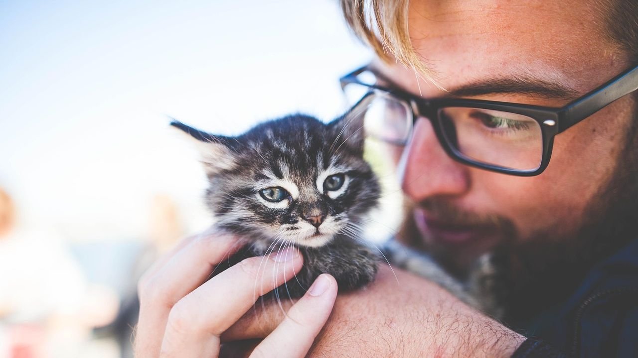8 Cat Behaviors That Mean "I Miss You" When You're Away