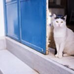 Why Cats Watch the Door Before You Come Home