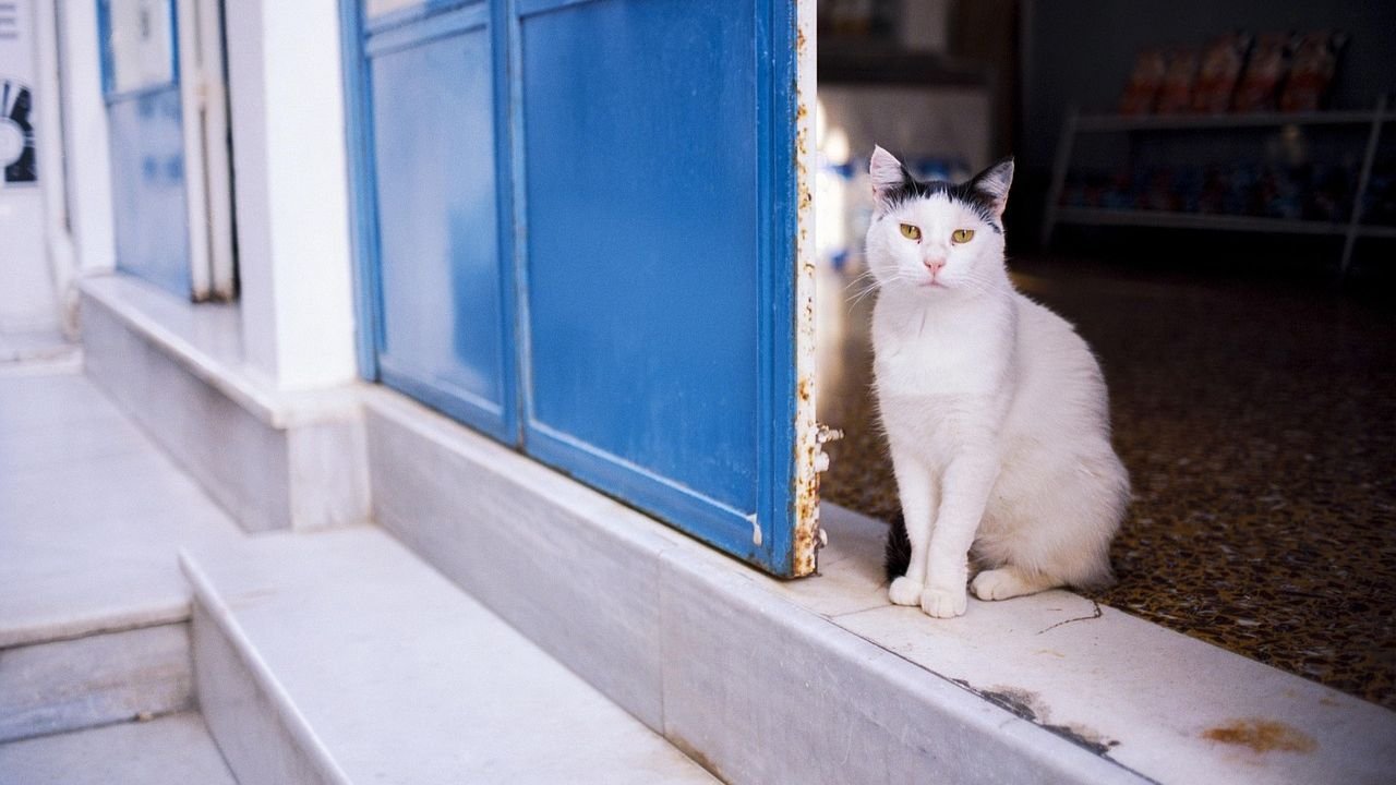 Why Cats Watch the Door Before You Come Home