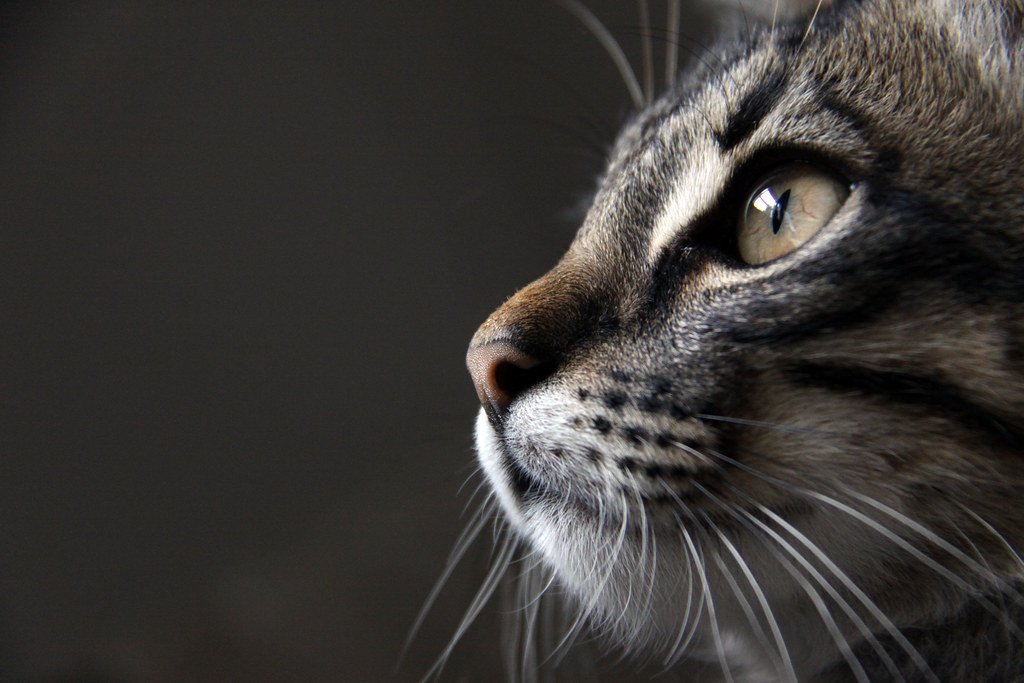 What Happens When Cats Sense Grief - Real Stories From Owners