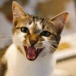 10 Cat Sounds Decoded by Animal Behavior Experts