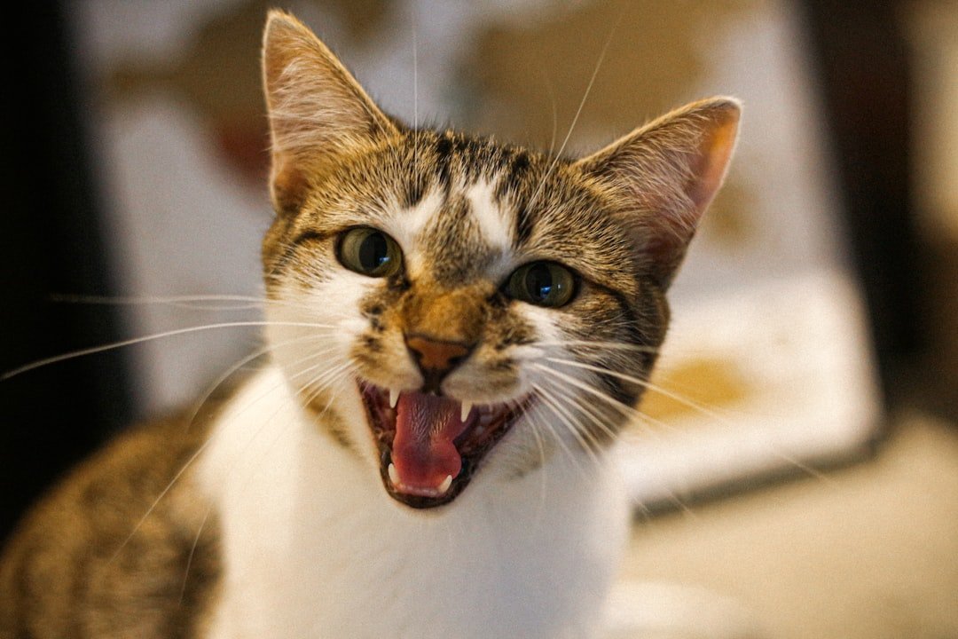 10 Cat Sounds Decoded by Animal Behavior Experts