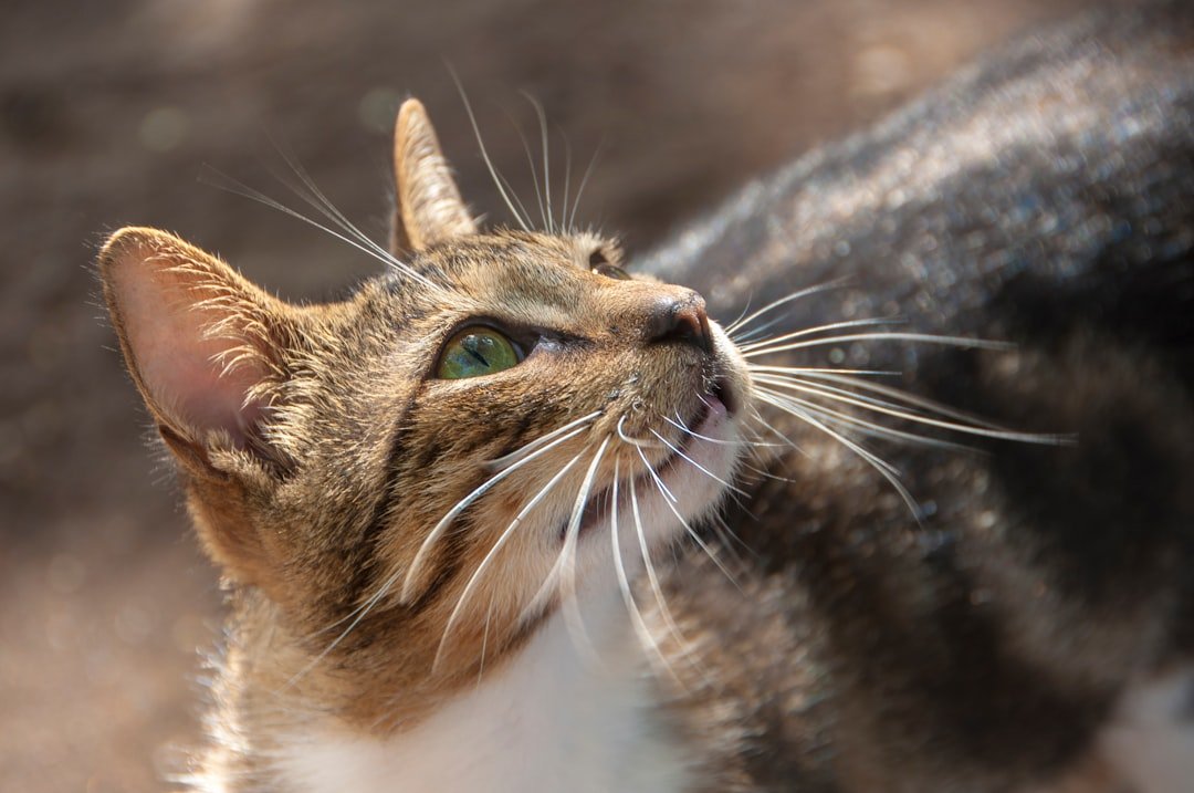 How Cats Communicate Through Silence - Emotional Science Explained
