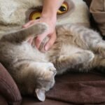 Why Cats Roll Over in Front of You - It's More Than Trust