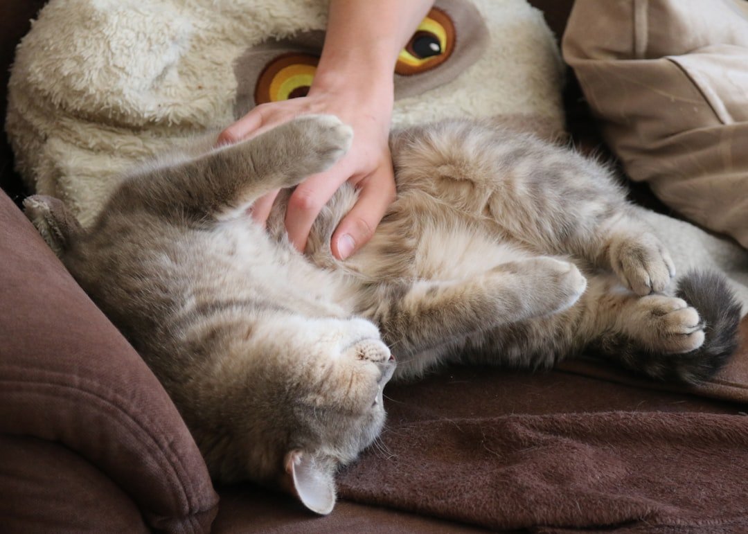 Why Cats Roll Over in Front of You - It's More Than Trust