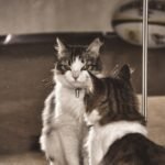 What Happens When Cats See Their Reflection - Self-Recognition or Curiosity?