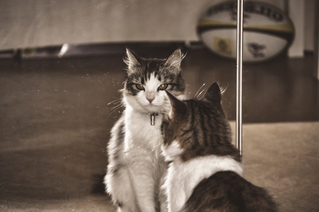 What Happens When Cats See Their Reflection - Self-Recognition or Curiosity?