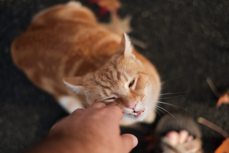 10 Heartwarming Things Cats Do Before You Leave the House