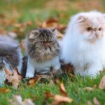 Why Cats Guard Their Humans From Other Pets - Territorial or Love?
