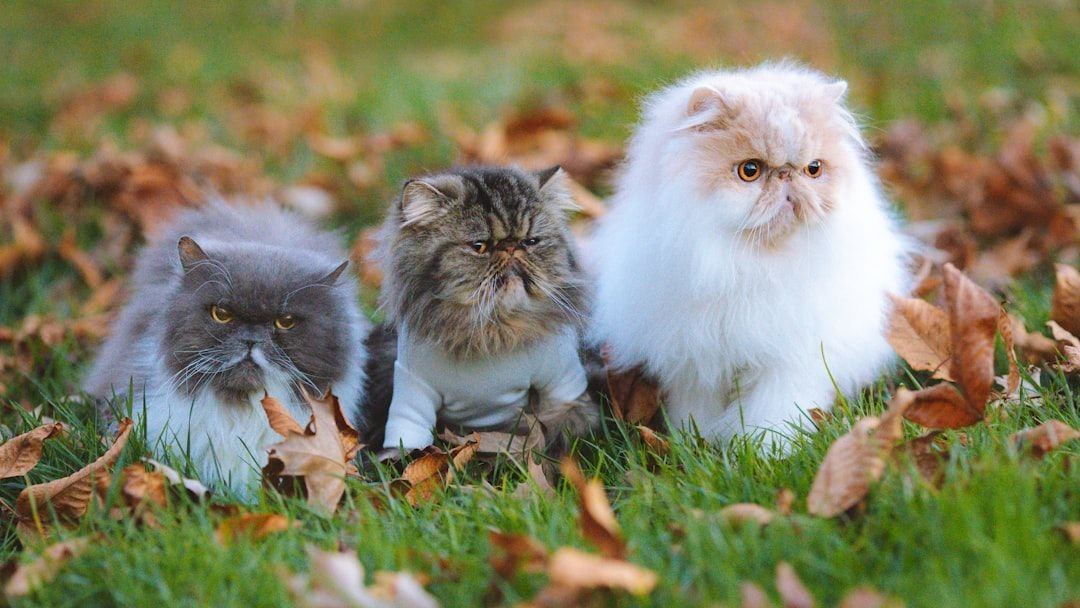 Why Cats Guard Their Humans From Other Pets - Territorial or Love?