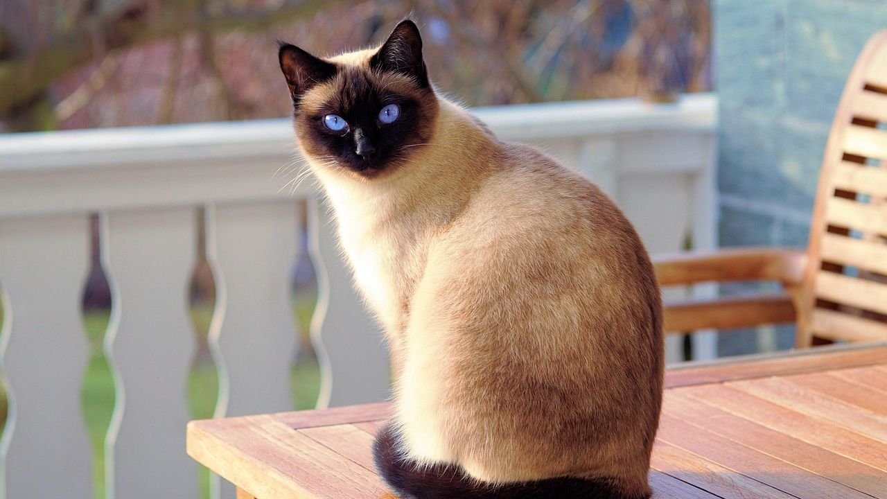 8 Cat Breeds That Sense Human Emotions the Strongest