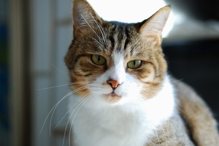 Why Cats Ignore You After You Return From a Trip
