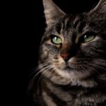 7 Mystical Cat Behaviors That Still Baffle Science