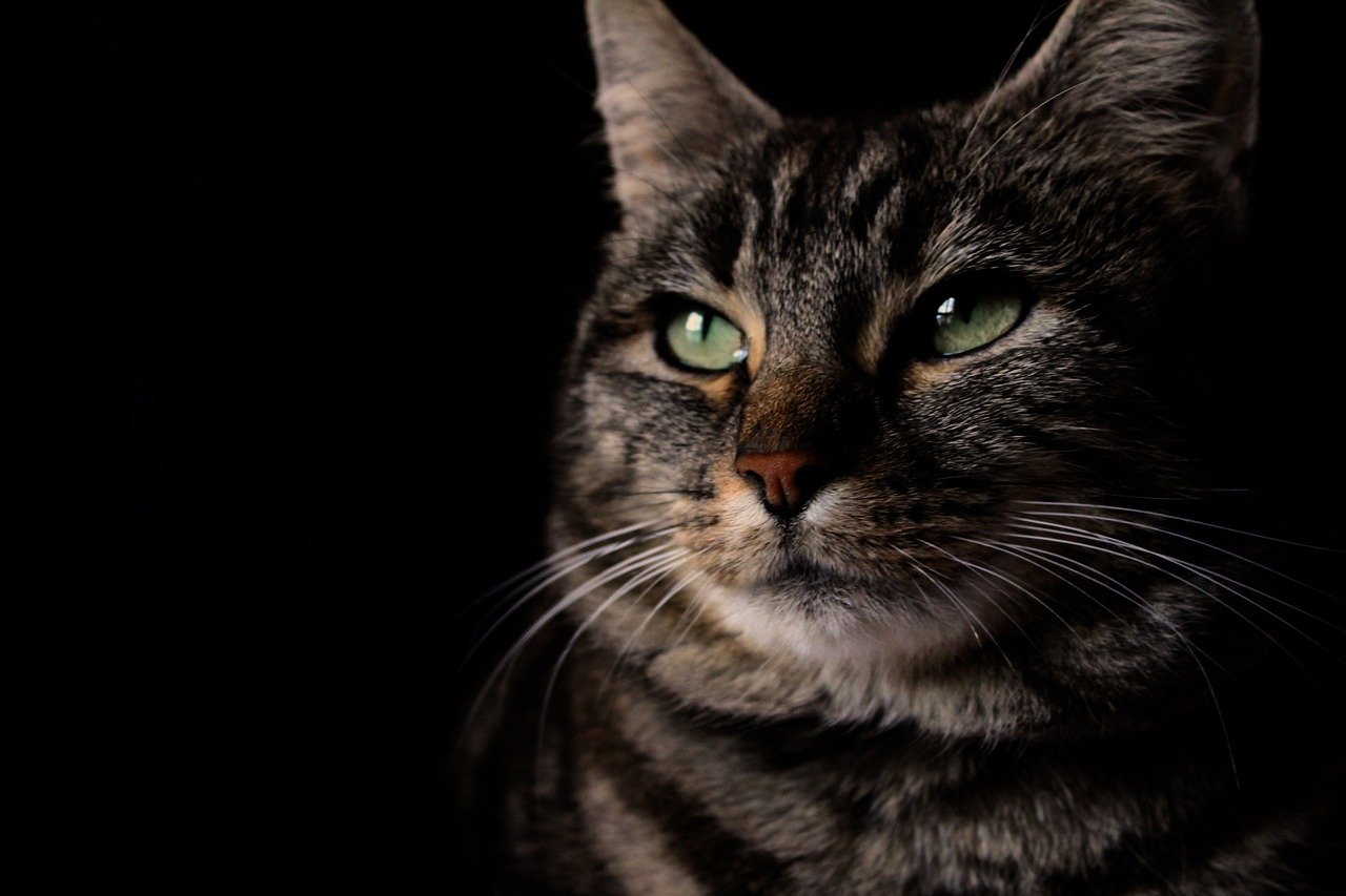 7 Mystical Cat Behaviors That Still Baffle Science