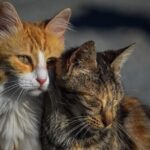 What Happens When Two Cats Fall in Love - Feline Affection Explained