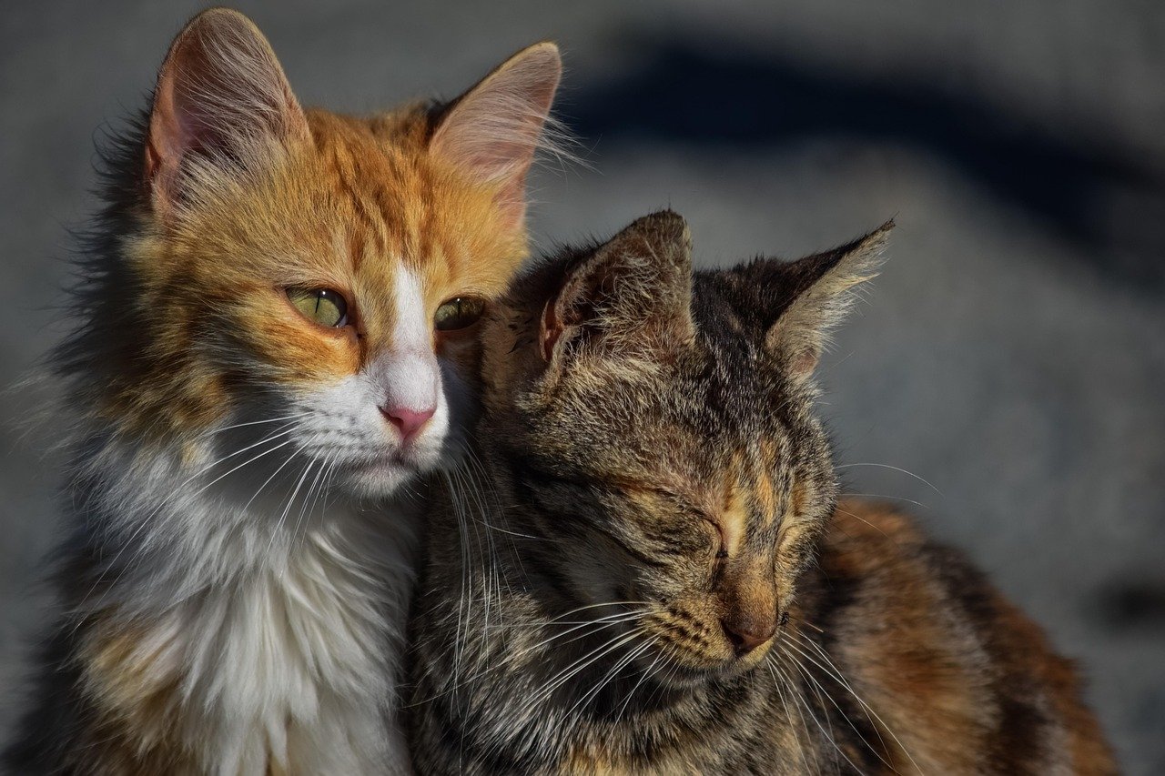 What Happens When Two Cats Fall in Love - Feline Affection Explained