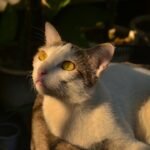 The Secret Reason Cats Love Sunbeams - Beyond Warmth