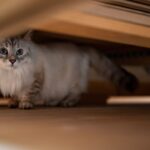 Why Cats Prefer Certain Rooms in the House - Emotional Zones Explained
