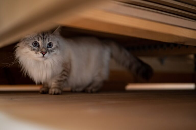 Why Cats Prefer Certain Rooms in the House - Emotional Zones Explained