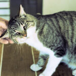 Why Cats Greet You With a Headbutt - It's More Personal Than You Think