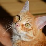 8 Times Cats Acted Like They Could Read Minds