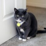 The Meaning Behind Cats Guarding the Door While You Sleep