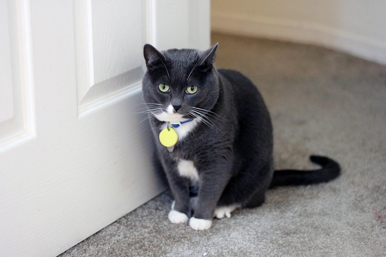 The Meaning Behind Cats Guarding the Door While You Sleep
