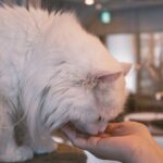 The Spiritual Meaning Behind Cats Licking You