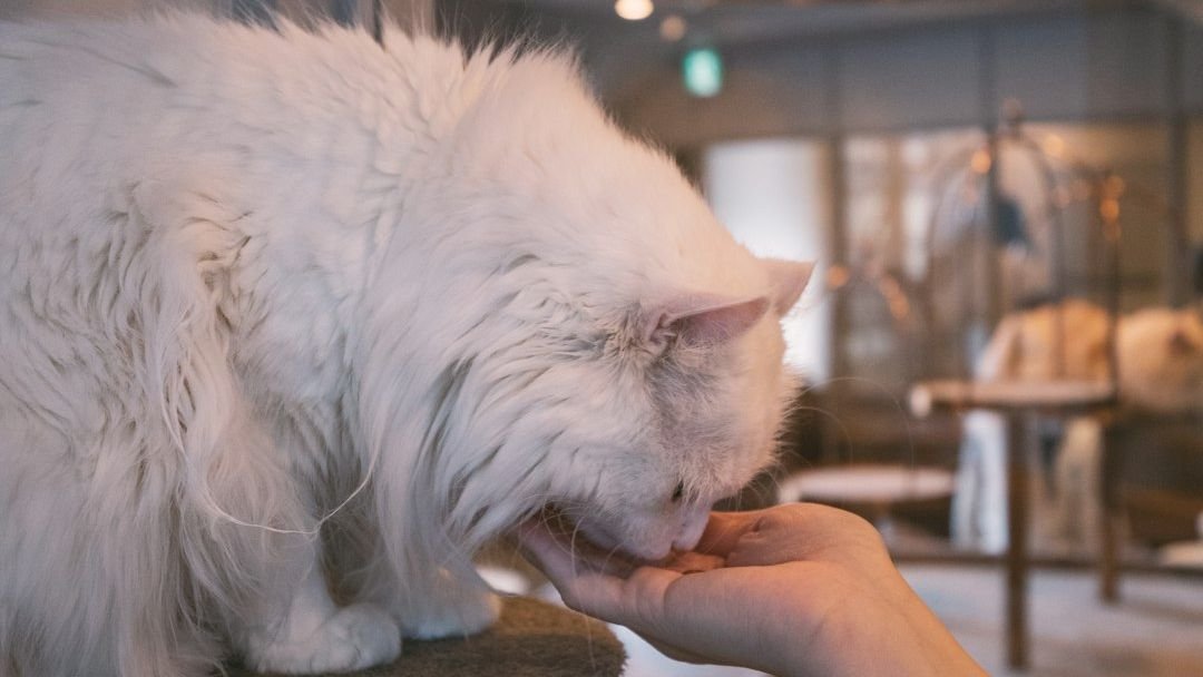 The Spiritual Meaning Behind Cats Licking You