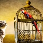 Why Cats Watch Birds So Intently - It's Not Always Hunting Instinct