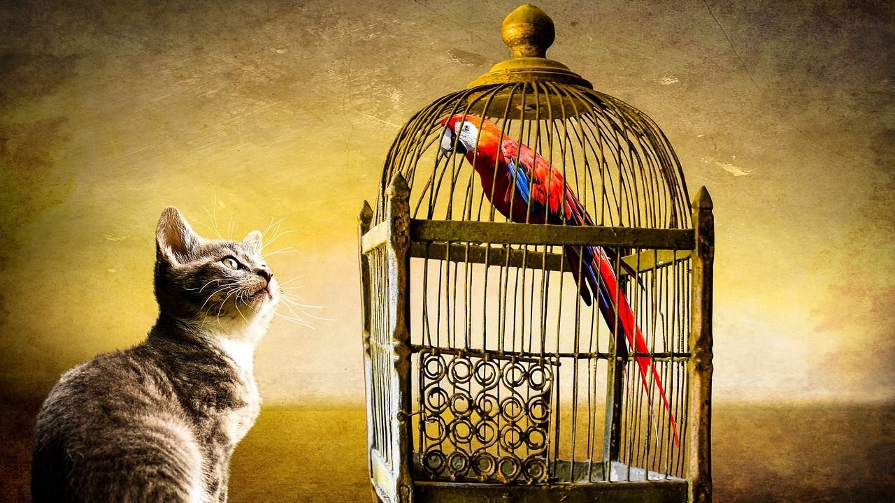 Why Cats Watch Birds So Intently - It's Not Always Hunting Instinct