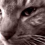 How Cats Sense Bad Energy - The Science of Feline Intuition